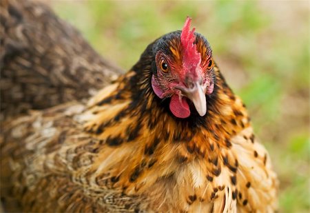 sherjaca (artist) - crele bantam hen organic free range poultry Fotografie stock - Microstock e Abbonamento, Codice: 400-04406316
