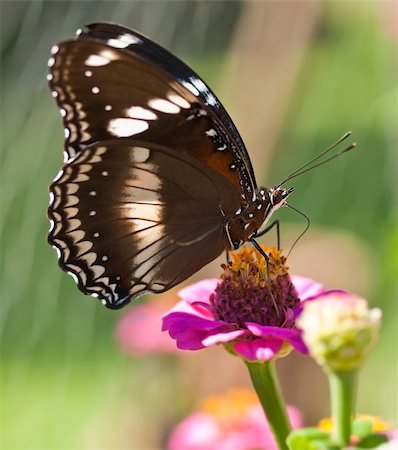 sherjaca (artist) - female butterfly Hypolimnas bolina Common Eggfly NYMPHALINAE in garden on pink flower Fotografie stock - Microstock e Abbonamento, Codice: 400-04406312