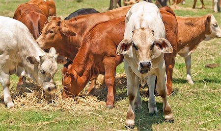 simsearch:400-04408448,k - Australian beef cattle young calves feeding on hay Stock Photo - Budget Royalty-Free & Subscription, Code: 400-04406313