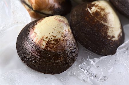 simsearch:400-04406446,k - Raw mussels on ice (Selective Focus, Focus on the front of the shell on the left) Stock Photo - Budget Royalty-Free & Subscription, Code: 400-04406455