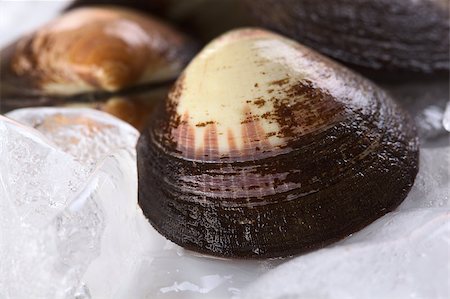 simsearch:400-04406446,k - Raw mussels on ice (Selective Focus, Focus on the lower front of the shell) Stock Photo - Budget Royalty-Free & Subscription, Code: 400-04406456