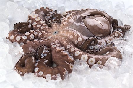 simsearch:400-04406446,k - Complete raw and fresh octopus with head still on photographed on ice (Selective Focus, Focus on the mouth and surroundings) Stock Photo - Budget Royalty-Free & Subscription, Code: 400-04406459