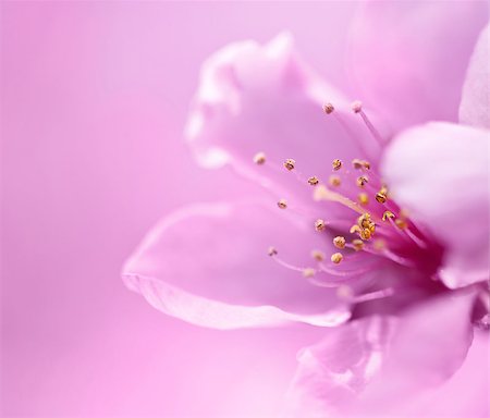 simsearch:400-06096980,k - Spring blossoms on pink background Stock Photo - Budget Royalty-Free & Subscription, Code: 400-04406528