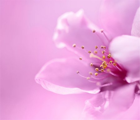 Spring blossoms on pink background Stock Photo - Budget Royalty-Free & Subscription, Code: 400-04406528