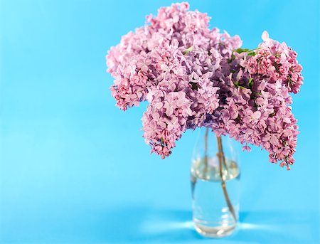 simsearch:400-07656811,k - Bouquet of violet lilac in a vase on blue background Photographie de stock - Aubaine LD & Abonnement, Code: 400-04406536