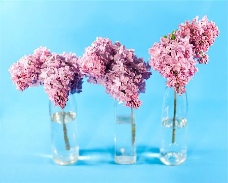 simsearch:400-07656811,k - Bouquet of violet lilac in a vases on blue background Photographie de stock - Aubaine LD & Abonnement, Code: 400-04406537