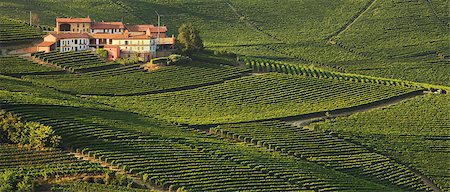 simsearch:400-04487894,k - Panoramic view on rural house among vineyards in Piedmont, Italy. Photographie de stock - Aubaine LD & Abonnement, Code: 400-04406738