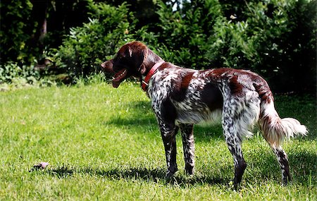 young French spaniel standing in the park Stock Photo - Budget Royalty-Free & Subscription, Code: 400-04406749