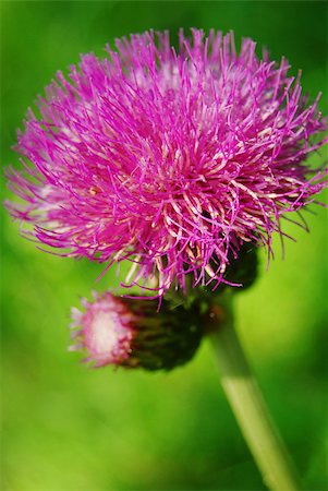 Close-p of purple burdock flower grwing in the forest Stock Photo - Budget Royalty-Free & Subscription, Code: 400-04406827