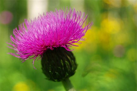 Close-up of a burdock flower blossom in the forest. Midsummer Stock Photo - Budget Royalty-Free & Subscription, Code: 400-04406828
