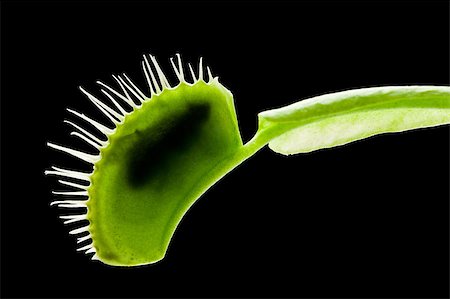 Venus flytrap (dionaea muscipula) eating a fly. Stock Photo - Budget Royalty-Free & Subscription, Code: 400-04406911