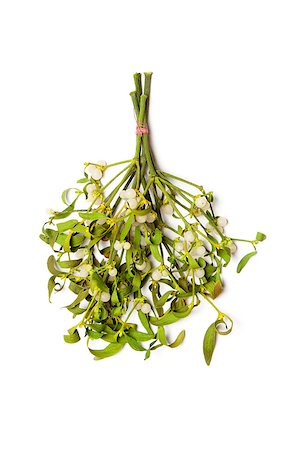 Hanging mistletoe bunch isolated on white. Fotografie stock - Microstock e Abbonamento, Codice: 400-04406974