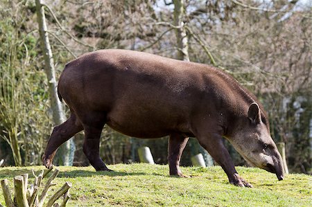 Tapir from south Africa found in Brazil Stock Photo - Budget Royalty-Free & Subscription, Code: 400-04407029