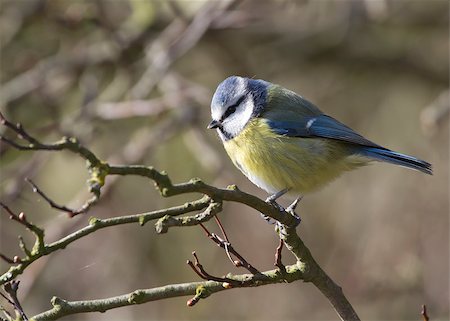 Blue Tit perched on a branch closeup Foto de stock - Super Valor sin royalties y Suscripción, Código: 400-04407021