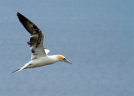 simsearch:400-05893563,k - Gannet A Beautiful sea bird in flight Stock Photo - Budget Royalty-Free & Subscription, Code: 400-04407039