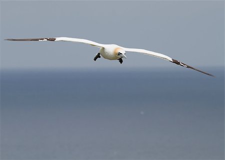 simsearch:400-04407061,k - Gannet A Beautiful sea bird in flight Photographie de stock - Aubaine LD & Abonnement, Code: 400-04407048