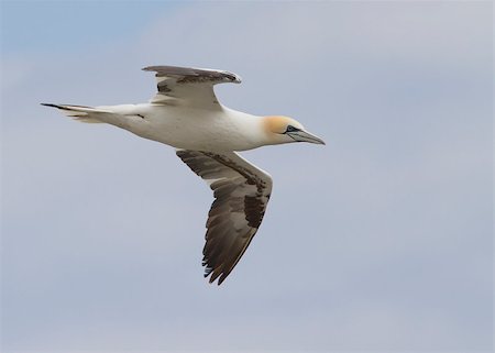 simsearch:400-04407061,k - Gannet A Beautiful sea bird in flight Photographie de stock - Aubaine LD & Abonnement, Code: 400-04407040