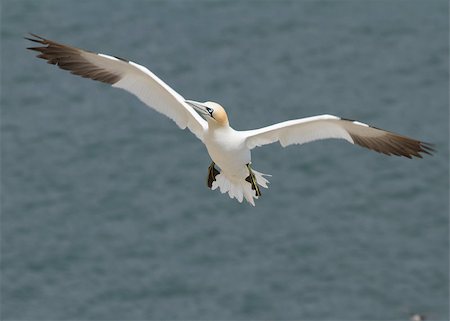 simsearch:400-04407061,k - Gannet A Beautiful sea bird in flight Photographie de stock - Aubaine LD & Abonnement, Code: 400-04407043