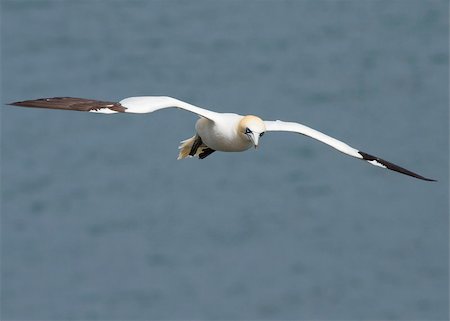 simsearch:400-05893563,k - Gannet A Beautiful sea bird in flight Stock Photo - Budget Royalty-Free & Subscription, Code: 400-04407055