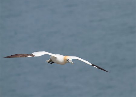 simsearch:400-05893563,k - Gannet A Beautiful sea bird in flight Stock Photo - Budget Royalty-Free & Subscription, Code: 400-04407056