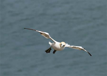 simsearch:400-05893563,k - Gannet A Beautiful sea bird in flight Stock Photo - Budget Royalty-Free & Subscription, Code: 400-04407057