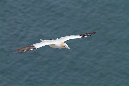 simsearch:400-05893563,k - Gannet A Beautiful sea bird in flight Stock Photo - Budget Royalty-Free & Subscription, Code: 400-04407058
