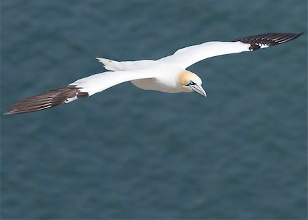 simsearch:400-05893563,k - Gannet A Beautiful sea bird in flight Stock Photo - Budget Royalty-Free & Subscription, Code: 400-04407059