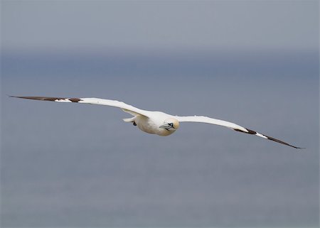 simsearch:400-05893563,k - Gannet A Beautiful sea bird in flight Stock Photo - Budget Royalty-Free & Subscription, Code: 400-04407050
