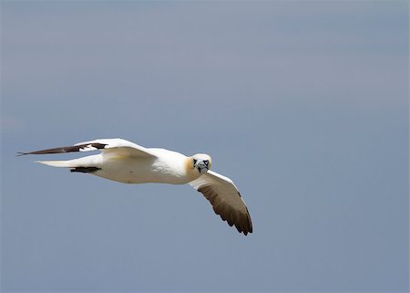 simsearch:400-05893563,k - Gannet A Beautiful sea bird in flight Stock Photo - Budget Royalty-Free & Subscription, Code: 400-04407051