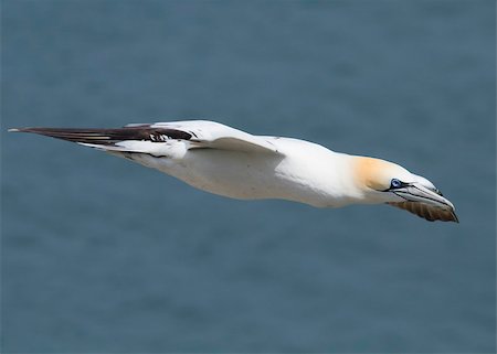 simsearch:400-05893563,k - Gannet A Beautiful sea bird in flight Stock Photo - Budget Royalty-Free & Subscription, Code: 400-04407053