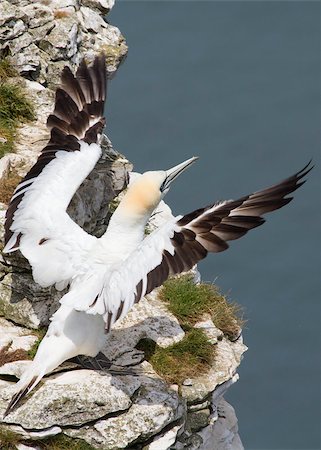 simsearch:400-04407061,k - Gannet A Beautiful sea bird in resting Photographie de stock - Aubaine LD & Abonnement, Code: 400-04407066