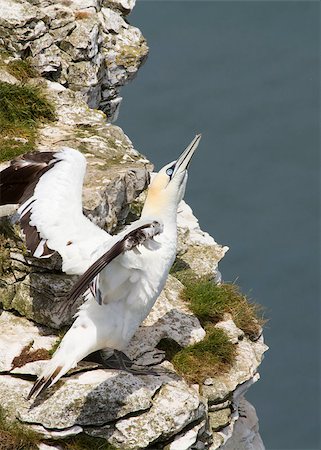 simsearch:400-04886949,k - Gannet A Beautiful sea bird in resting Fotografie stock - Microstock e Abbonamento, Codice: 400-04407067