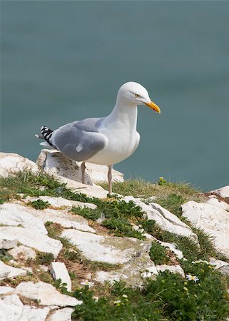 simsearch:400-05893563,k - Herring Gulls resting on a cliff face Stock Photo - Budget Royalty-Free & Subscription, Code: 400-04407069