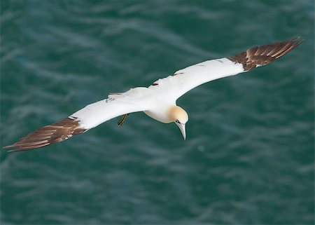 simsearch:400-04886949,k - Gannet A Beautiful sea bird in flight Fotografie stock - Microstock e Abbonamento, Codice: 400-04407060