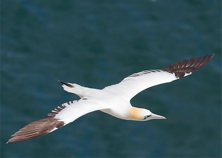 simsearch:400-05893563,k - Gannet A Beautiful sea bird in flight Stock Photo - Budget Royalty-Free & Subscription, Code: 400-04407061