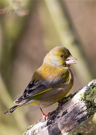 european greenfinch - Greenfinch preched on a branch in the wild Stock Photo - Budget Royalty-Free & Subscription, Code: 400-04407121