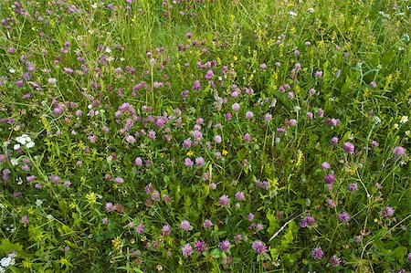 photohomepage (artist) - Flowers and blossoms on a meadow Photographie de stock - Aubaine LD & Abonnement, Code: 400-04407174