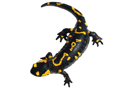salamandra - Fire Salamander, Salamandra maculosa, Salamandra salamandra isolated on white background Fotografie stock - Microstock e Abbonamento, Codice: 400-04407359