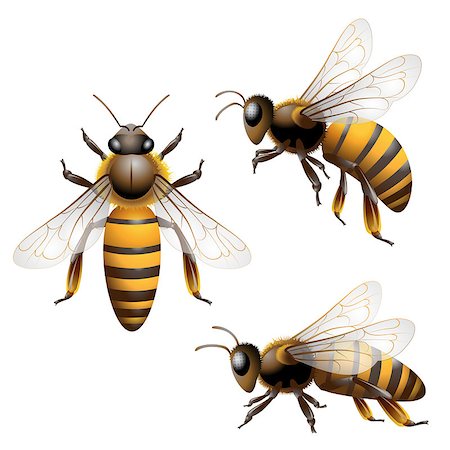 simsearch:400-08706648,k - Honey Bee isolated on white Foto de stock - Royalty-Free Super Valor e Assinatura, Número: 400-04407777