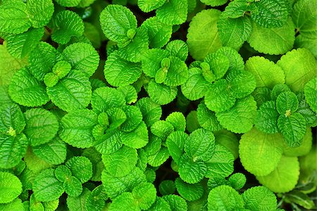 simsearch:400-07984864,k - Green leaf background Stockbilder - Microstock & Abonnement, Bildnummer: 400-04407770