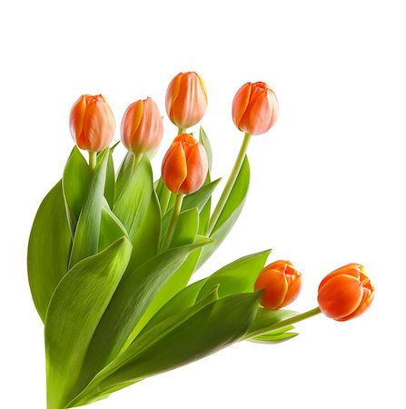 Beautiful orange tulips isolated on white background.Shallow focus Stock Photo - Budget Royalty-Free & Subscription, Code: 400-04408068