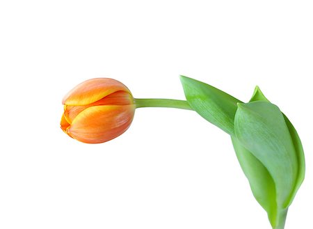 Beautiful orange tulip isolated on white background Stock Photo - Budget Royalty-Free & Subscription, Code: 400-04408069