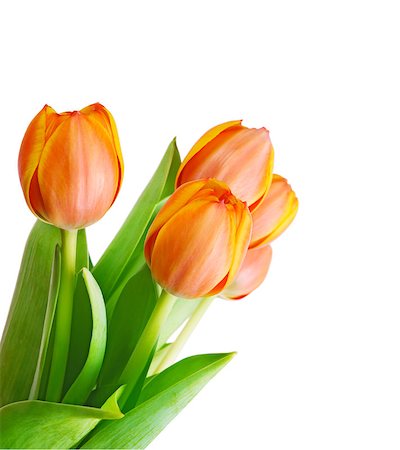 Beautiful orange tulips isolated on white background.Shallow focus Stock Photo - Budget Royalty-Free & Subscription, Code: 400-04408070