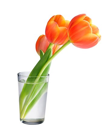 simsearch:614-07032085,k - Tulips in the vase isolated on white background Stock Photo - Budget Royalty-Free & Subscription, Code: 400-04408071