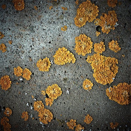 Lichens on stone texture, closeup Stock Photo - Budget Royalty-Free & Subscription, Code: 400-04408281