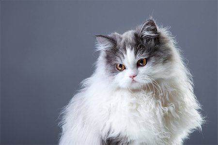 Portrait of young beautiful gray and white persian cat looking aside on grey background Stockbilder - Microstock & Abonnement, Bildnummer: 400-04408298