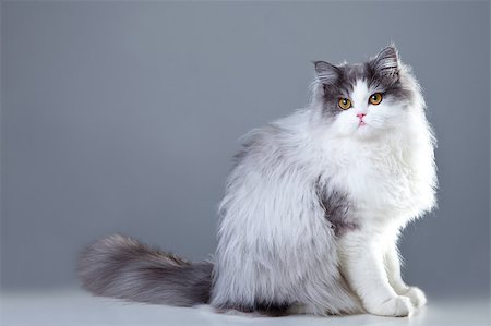 Portrait of young beautiful gray and white persian cat sitting on grey background Stockbilder - Microstock & Abonnement, Bildnummer: 400-04408305