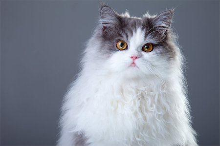 Portrait of young beautiful gray and white persian cat on grey background Stockbilder - Microstock & Abonnement, Bildnummer: 400-04408300