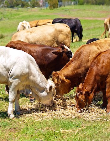 simsearch:400-04465909,k - australian beef cattle brown and white calves feeding  on farm Stockbilder - Microstock & Abonnement, Bildnummer: 400-04408448