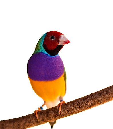 finch - Australian finch Gouldian red headed male bird isolated on branch Stock Photo - Budget Royalty-Free & Subscription, Code: 400-04408450